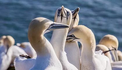 开云体育官网-凯尔特人大胜，战绩继续领跑东部，凯尔特人比赛集锦