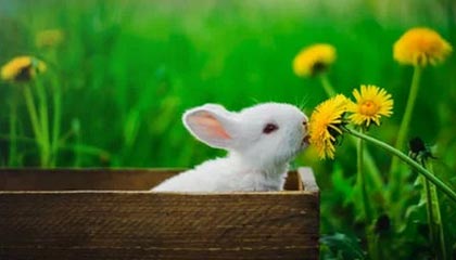 开云体育APP-【未来赛事】全球最大规模的台球锦标赛即将开幕，台球国际锦标赛